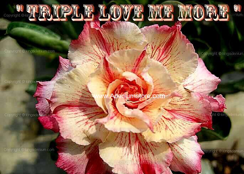 (image for) Adenium Obesum 'Triple Love Me More' 5 Seeds - Click Image to Close
